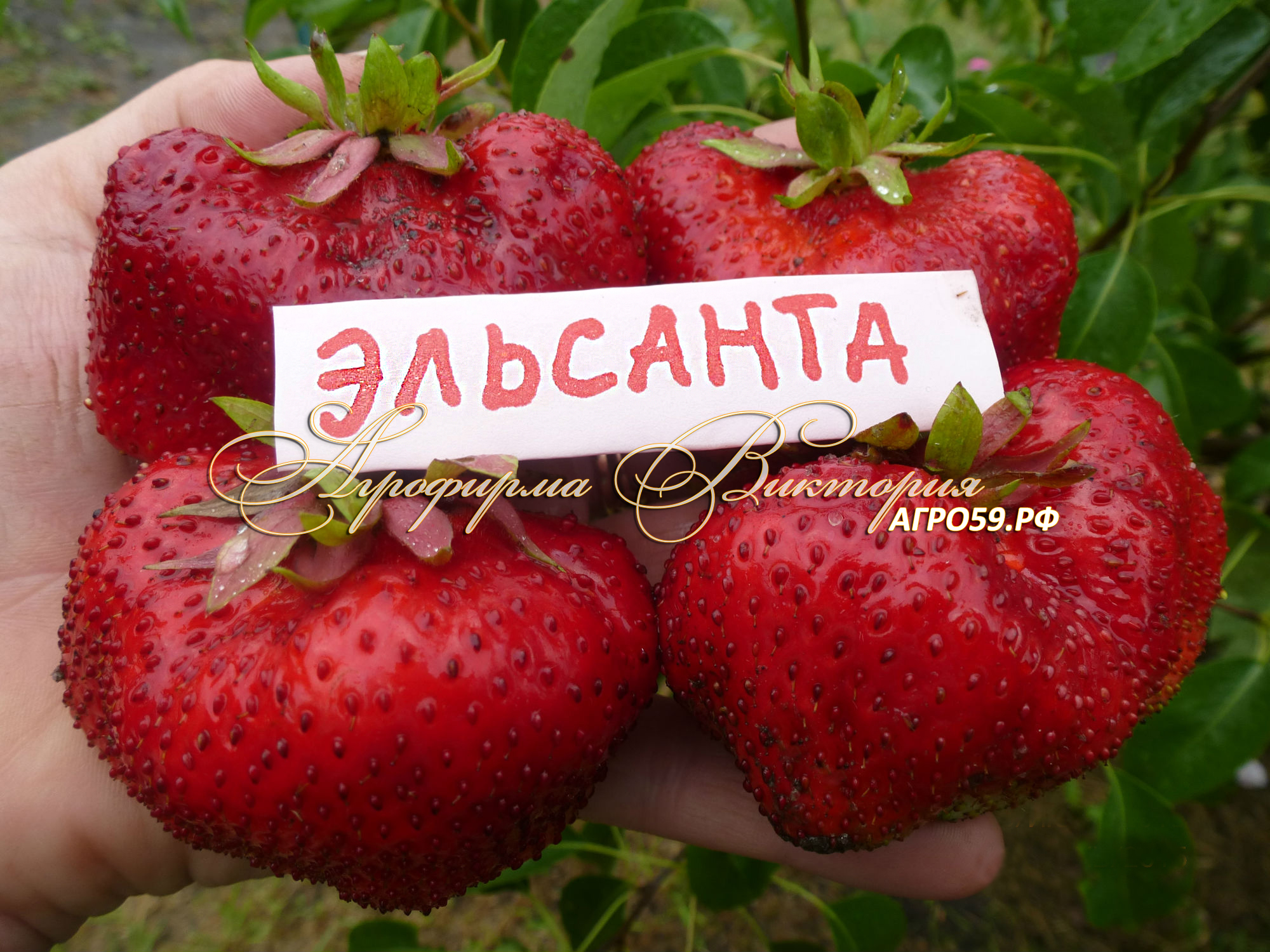 Клубника Эльсанта описание и характеристики сорта, фото, отзывы